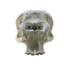 First kircher reports that these cyclops bones are actually not animal bones. Elephant Skull The Expedition Project