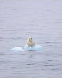 So Terrible Plasticfree Plasticfreeliving Plasticfreeoceans Plasticfreelife Plasticfreeuk Plasticfreepr Polar Bear Animals Animals Beautiful