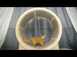 This 48 diameter cat wheel is safe to use and easy to move around the house. How To Make A Cat Exercise Wheel Youtube