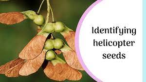 Samaras, or maple keys, are dropped in late summer or early fall before the trees have lost their leaves. What Are Helicopter Seeds And Which Trees Do They Come From