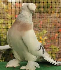 Pigeon Evcil Hayvanlar Vahsi Yasam Hayvanlar