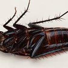 We offer efficient, discreet and emergency pest control services in kolkata & west bengal for residential and commercial properties. Ant Mary S Pest Control 10 Photos Pest Control Uptown Albuquerque Nm Phone Number Yelp