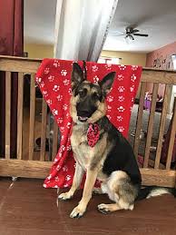 Maybe you would like to learn more about one of these? Vassar Mi German Shepherd Dog Meet Max A Pet For Adoption