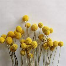 We did not find results for: Craspedia Billy Buttons