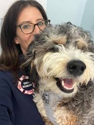 Chihuahua allergy testing and treatment options