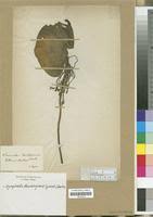 Image result for Nymphoides thunbergiana