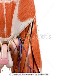 A three way change has two terminals that happen to be both silver or brass coloured and one terminal thats dark coloured. Human Body Diagram Groin Human Anatomy