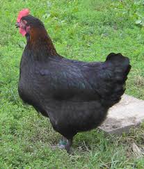 La poule aux œufs d'or. Poule De Marans Wikipedia