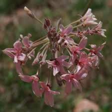 Image result for Pelargonium luridum