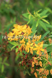 Image result for Hypericum aethiopicum