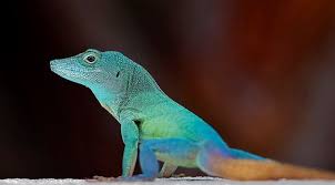 Black And White Tegu Lizard Sc Jamaican Anole Anolis Grahami Anole North American Wildlife Animals Beautiful