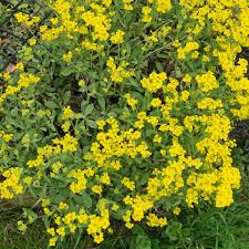 Image result for Aurinia