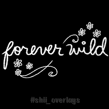 Black And White Dark Theme Dividers Instagram Pin By Vivian Crevier On Overlays Overlays Instagram Overlays Tumblr Overlays Transparent