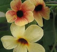 Image result for Thunbergia reticulata