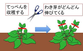 農家が教えるアイスプラントの栽培方法 意外と育てやすい 珍野菜 の育て方