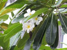 Plumeria Spp Frangipani Toxic Plants For Cats Poisonous Plants Plants