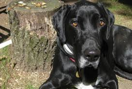 Ia (ame) cedar rapids, ia (ced) columbia / jeff city (cou) des moines, ia (dsm). I Placed A 200 Deposit On A Dog On Craigslist And Was Scammed Is There Anything I Can Do Can I Even Take Legal Action Since It S Only 200 Quora