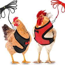 Amazon.com: JiuWeiHu Askfairy A Tie Adjustable Breathable Hen Pet Vest,for  Hens,Ducks and Geese Walking Training Seven Colors Size L : Everything Else
