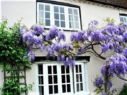 Check out our blue wisteria plant selection for the very best in unique or custom, handmade pieces from our товары для рукоделия shops. Wisteria How To Grow And Nurture Your Wisteria Vines