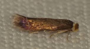 Image result for Stigmella samiatella