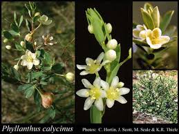 Image result for Phyllanthus beillei