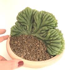 Get 1 free product today all india delivery lowest prices. Trichocereus Pachanoi Pot20cm G260318 36 No Cotyledon Haageocereus Nyctocereus 64 86 Dear Visitors Please Read Completely The Buy Plants Plant Sale Plants
