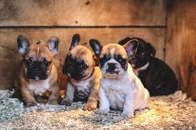 New and used items, cars, real estate, jobs, services we have a litter of beautiful french bulldog puppies, males and females available and ready to go. French Bulldog Puppies Price Range How Much Do French Bulldogs Cost French Bulldog