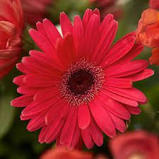 We offer same day delivery with all of our bright and cheerful gerbera daisy options! Gerbera Daisy Walmart Com Walmart Com