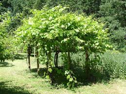 View Topic Viron S Tour Shade Landscaping Garden Vines Garden Inspiration