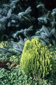 Image result for Platycladus