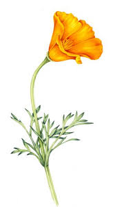 We did not find results for: California Poppy Eschscholzia Californica Lizzie Harper