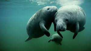 Maybe you would like to learn more about one of these? Manatee Wallpapers Animal Hq Manatee Pictures 4k Wallpapers 2019