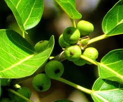 Image result for Ficus trichopoda