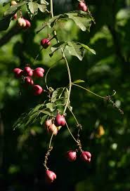 Image result for Paullinia pinnata