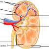 The primary function of large blood vessels (i.e., arteries and veins) is the transport of blood to and from the heart, whereas smaller blood vessels. 1