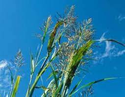 Johnson Grass Flower Clusters Grass Flower Grass Perennial Grasses