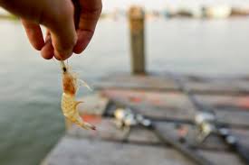 Lebih tinggi dibandingkan ikan nila yang masih kecil dapat nila. Ingin Memancing Tetapi Malas Bikin Umpan 10 Rekomendasi Umpan Praktis Ini Bisa Langsung Digunakan Lho