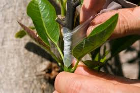 Résultat de recherche d'images pour "tree trunk repair grafts"