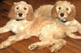 Elizabeth grace, f1 goldendoodle, aka: Irish Doodle Dog Breed Health Training Feeding Puppies And Temperament Petguide