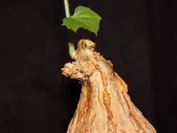 Image result for Kedrostis foetidissima