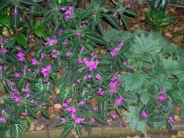 Image result for Ruellia makoyana