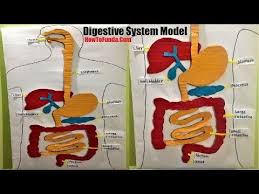 This Digestive System Project Model Can Be Used For Class 4 And Later Up To Class 12 This Model In 2020 Digestive System Model Digestive System Human Digestive System