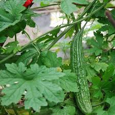Image result for Momordica charantia