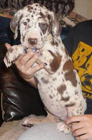 I have 12 beautiful great dane puppies for sale 2 black girls 4 black boys 2 blue girls 2 blue boys 1 merle female 1 merle male. Akc Chocolate Harlequin Chocolate Merlequin Chocolate Merle Chocolate Great Dane Puppies Available Neverenuffda Great Dane Dogs Dane Puppies Great Dane Puppy