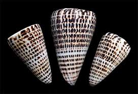 Just because human deaths are uncommon, it doesn't mean you should throw away caution. The Deadly Alphabet Lettered Cone Snail Echoes Of Lbi