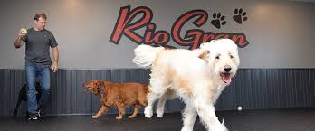 Maybe you would like to learn more about one of these? Rio Gran Pet Resort Doggie Day Care Kennel And Training Facility 651 480 1122