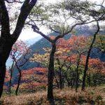 Image result for Fernandoa magnifica