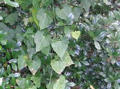 Honeyvine Milkweed Milkweed Herbs Plants