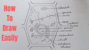 Check spelling or type a new query. How To Draw Plant Cell Easily Step By Step Kids Draw With Bidesh Youtube