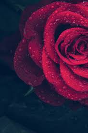 Wallpapers in ultra hd 4k 3840x2160, 1920x1080 high definition resolutions. Red Rose With Water Drops 4k Wallpaper Best Wallpapers